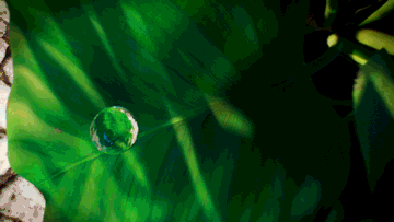 Leaf drop macro fluid simulation effect